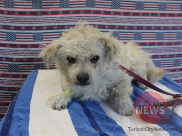 08 10 22 Lost Miniature Poodle Mix LM